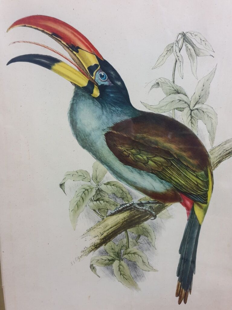 Table Bird illustration - The Toucan - Pteroglossus hypoglaucus