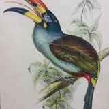 Table Bird illustration - The Toucan - Pteroglossus hypoglaucus