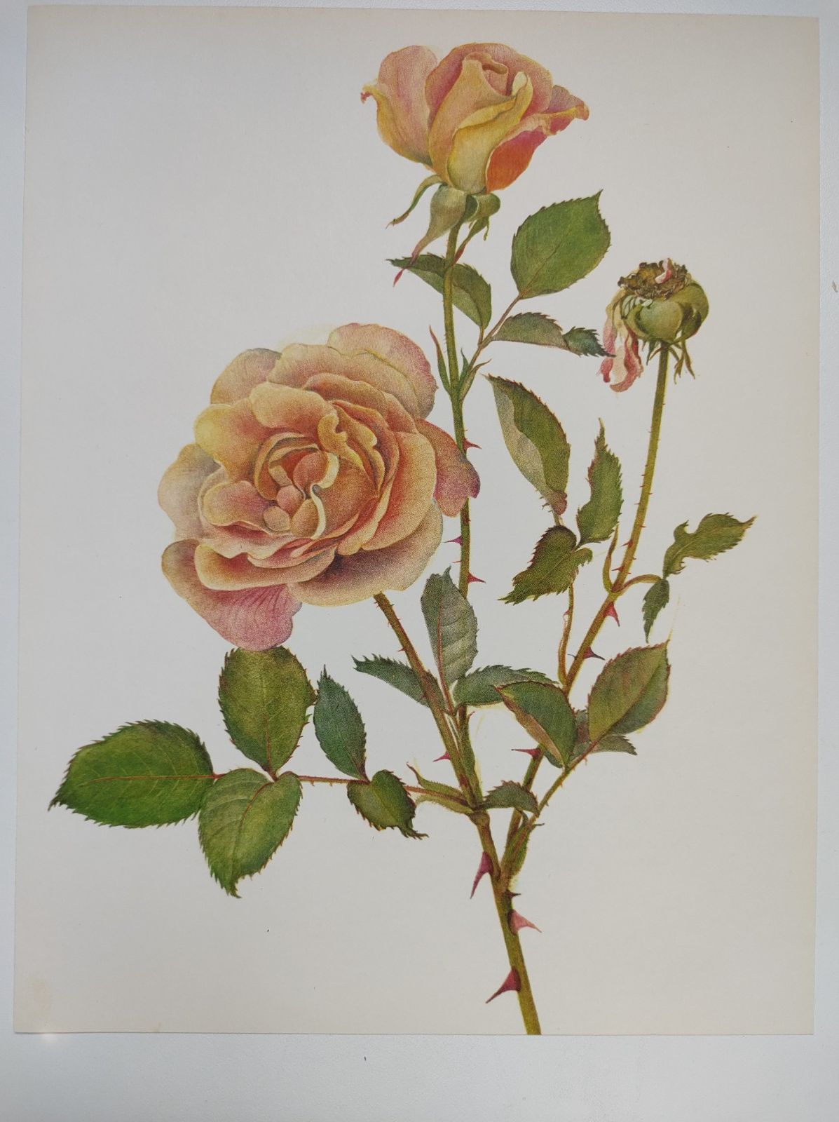 Botanical illustration of rose