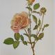 Botanical illustration of rose