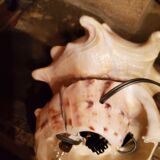 Shell lamp from the 50s