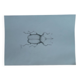 Insect illustration