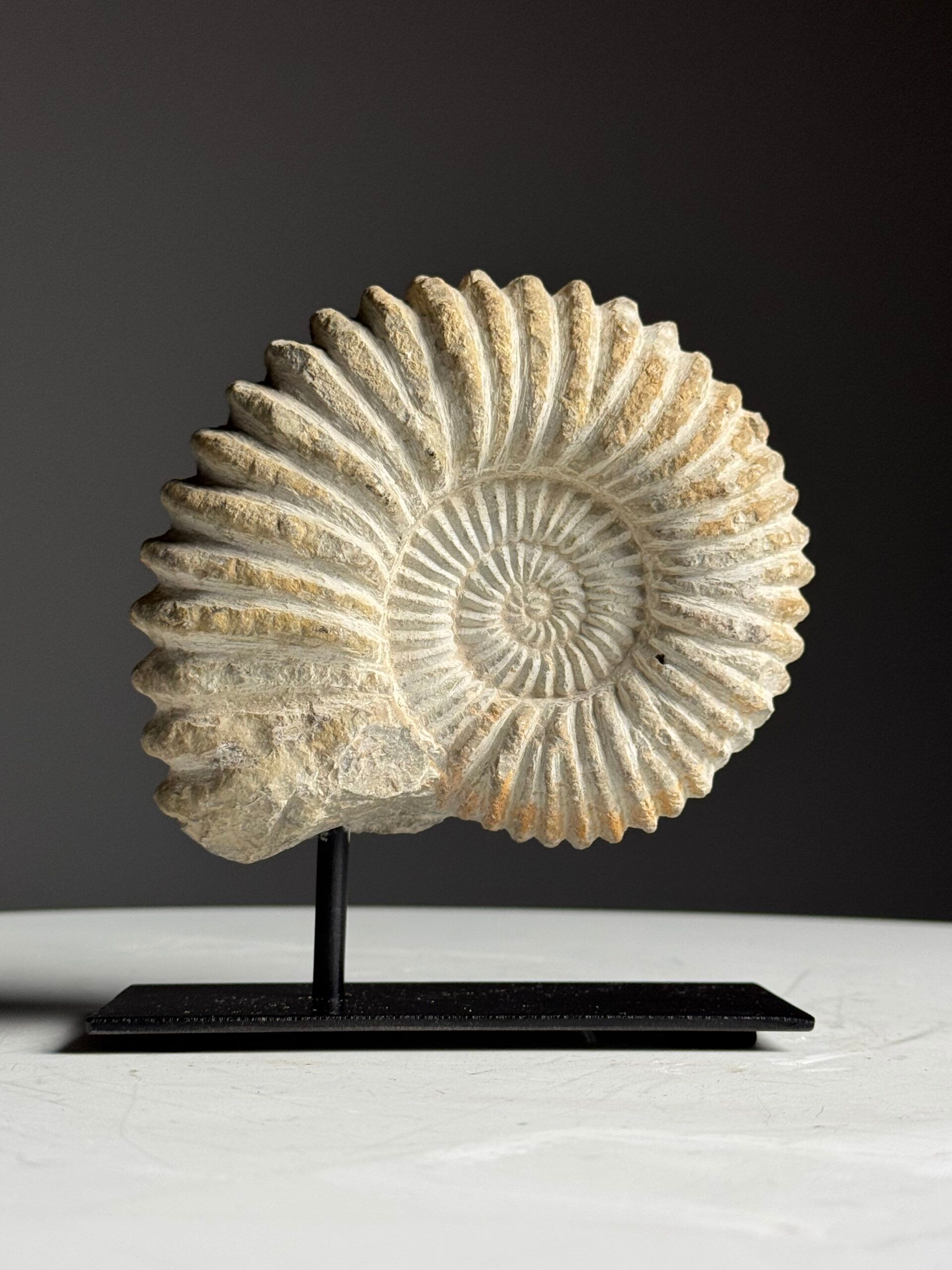 Fossile d'ammonite sur support