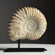 Fossile d'ammonite sur support