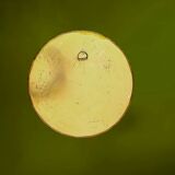 Vintage round brass wall mirror, handmade, diameter 26 cm.