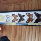 Frame with 6 natural butterflies