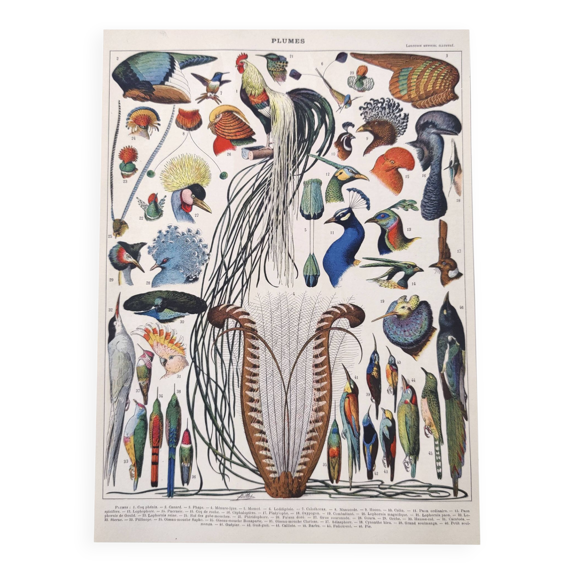 Old lithograph plate birds feathers 1900