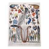 Old lithograph plate birds feathers 1900