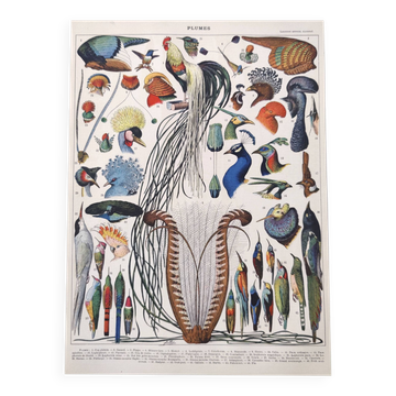 Planche lithographie ancienne oiseaux plumes 1900