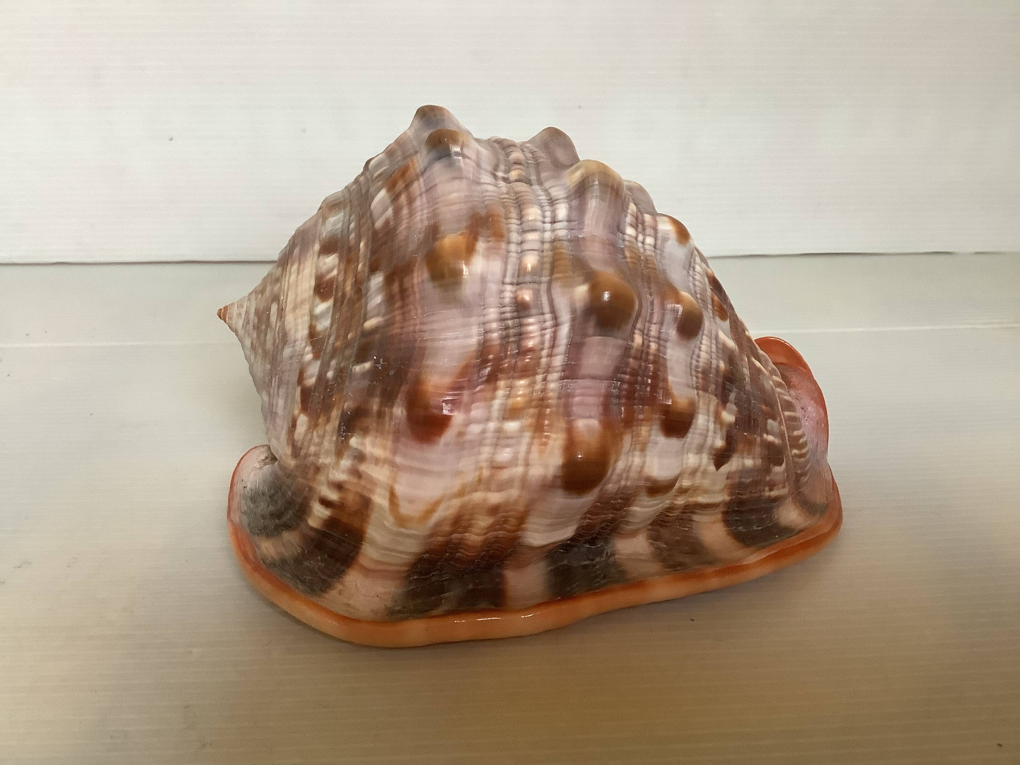 Large shell cypraea cassis rufa red helmet