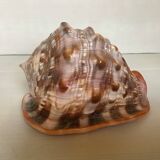 Large shell cypraea cassis rufa red helmet