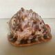 Large shell cypraea cassis rufa red helmet