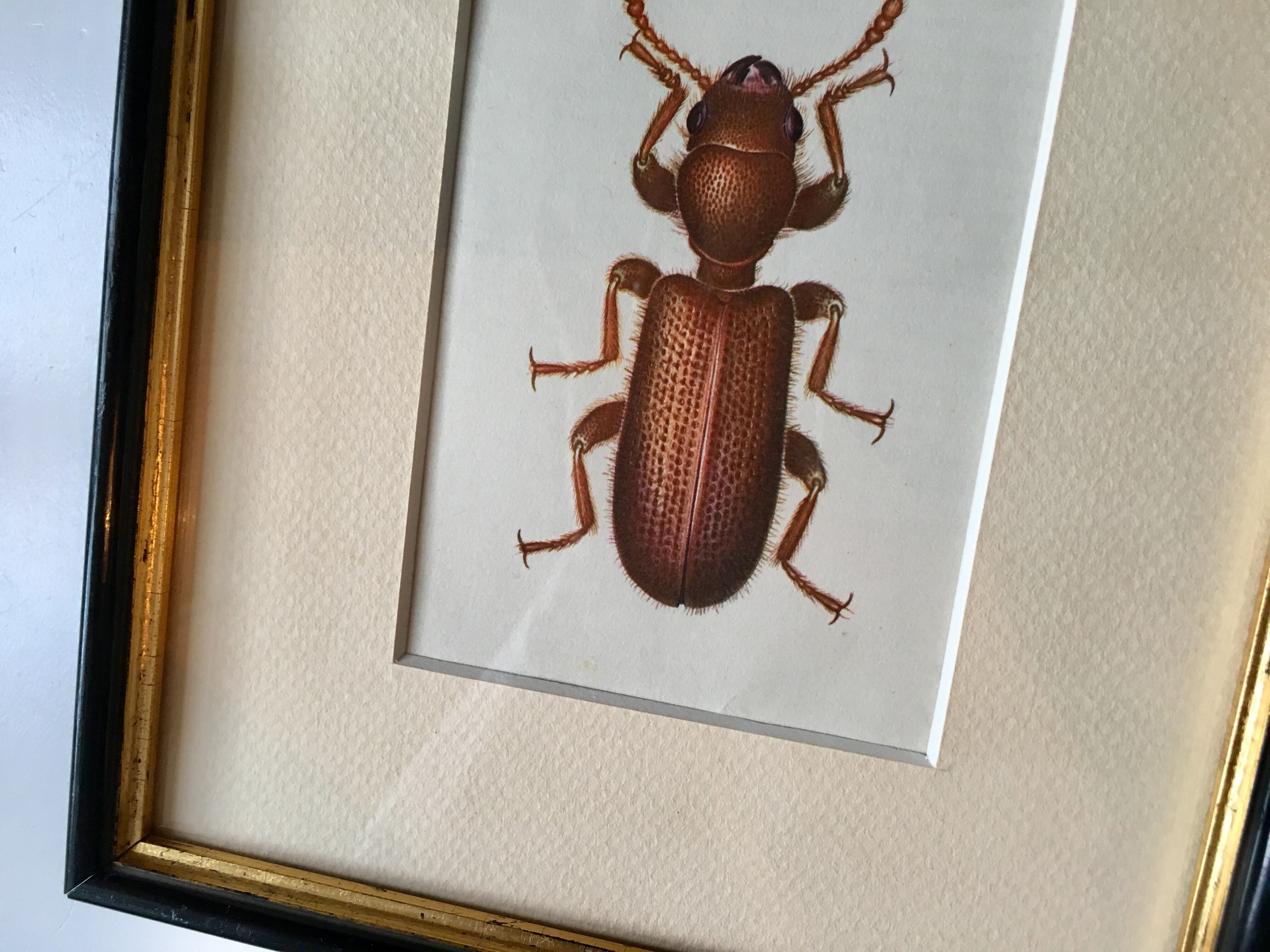 Beetle illustration
