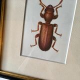 Beetle illustration