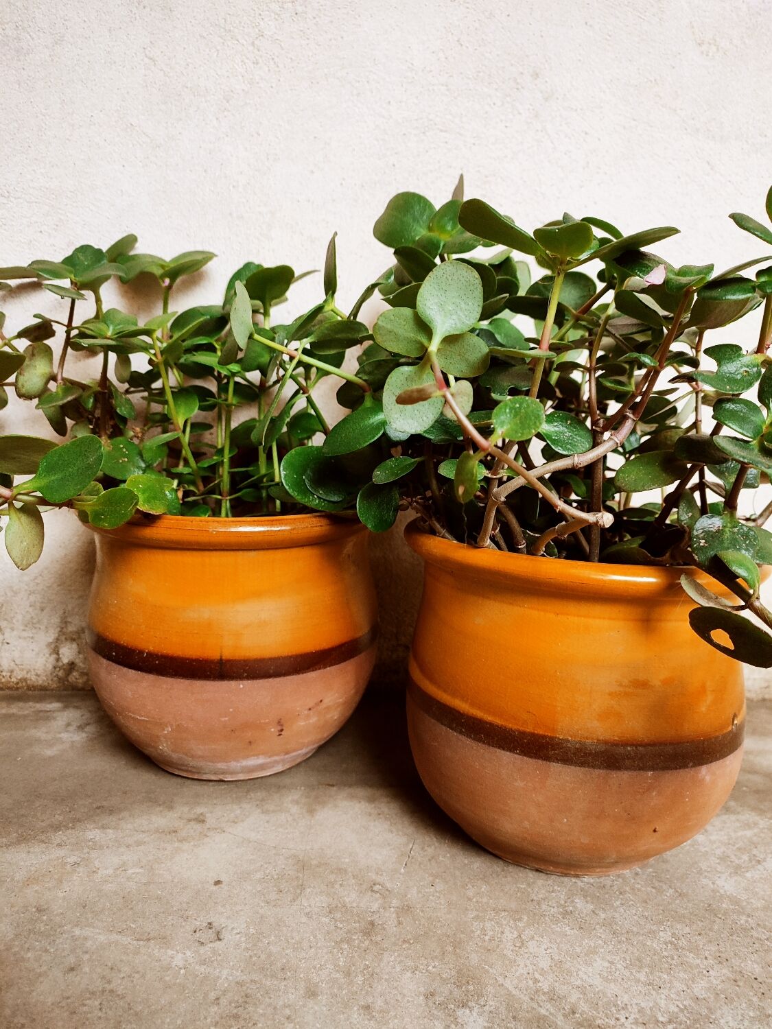Duo of glazed terracotta pots