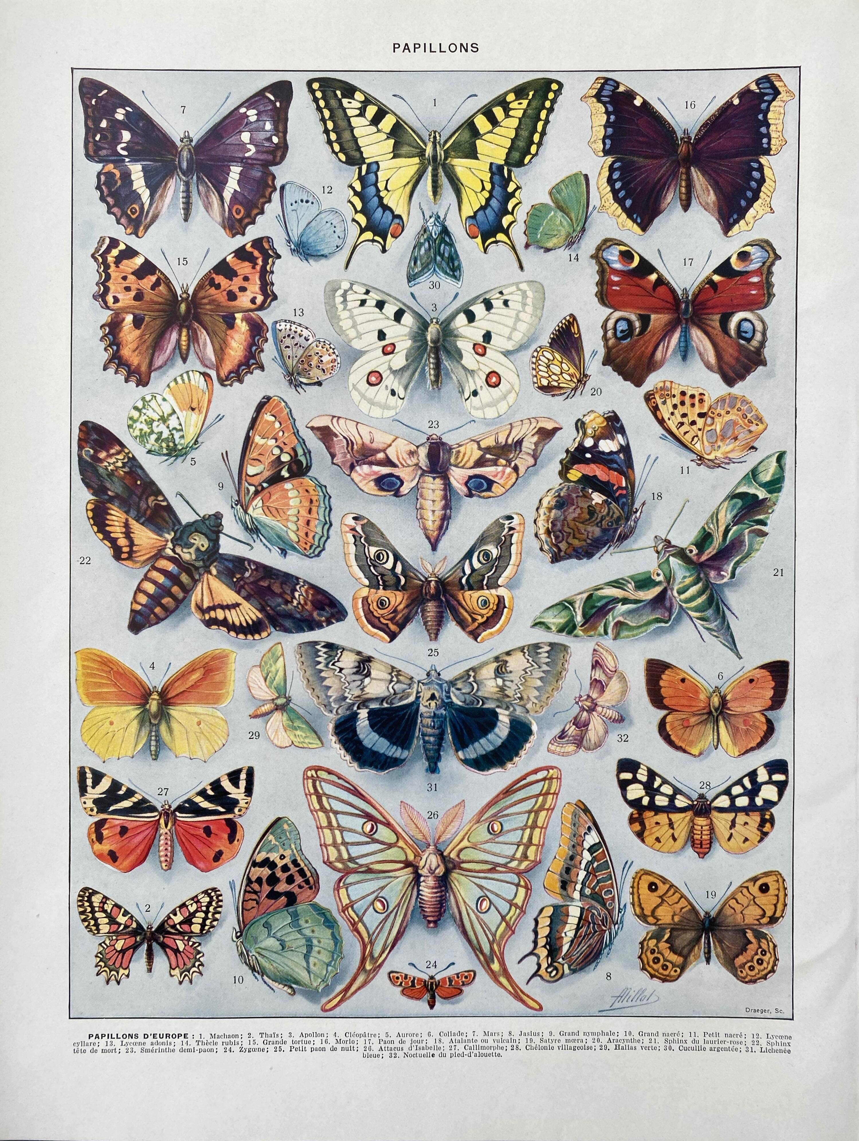 Old illustration Millot "butterflies"