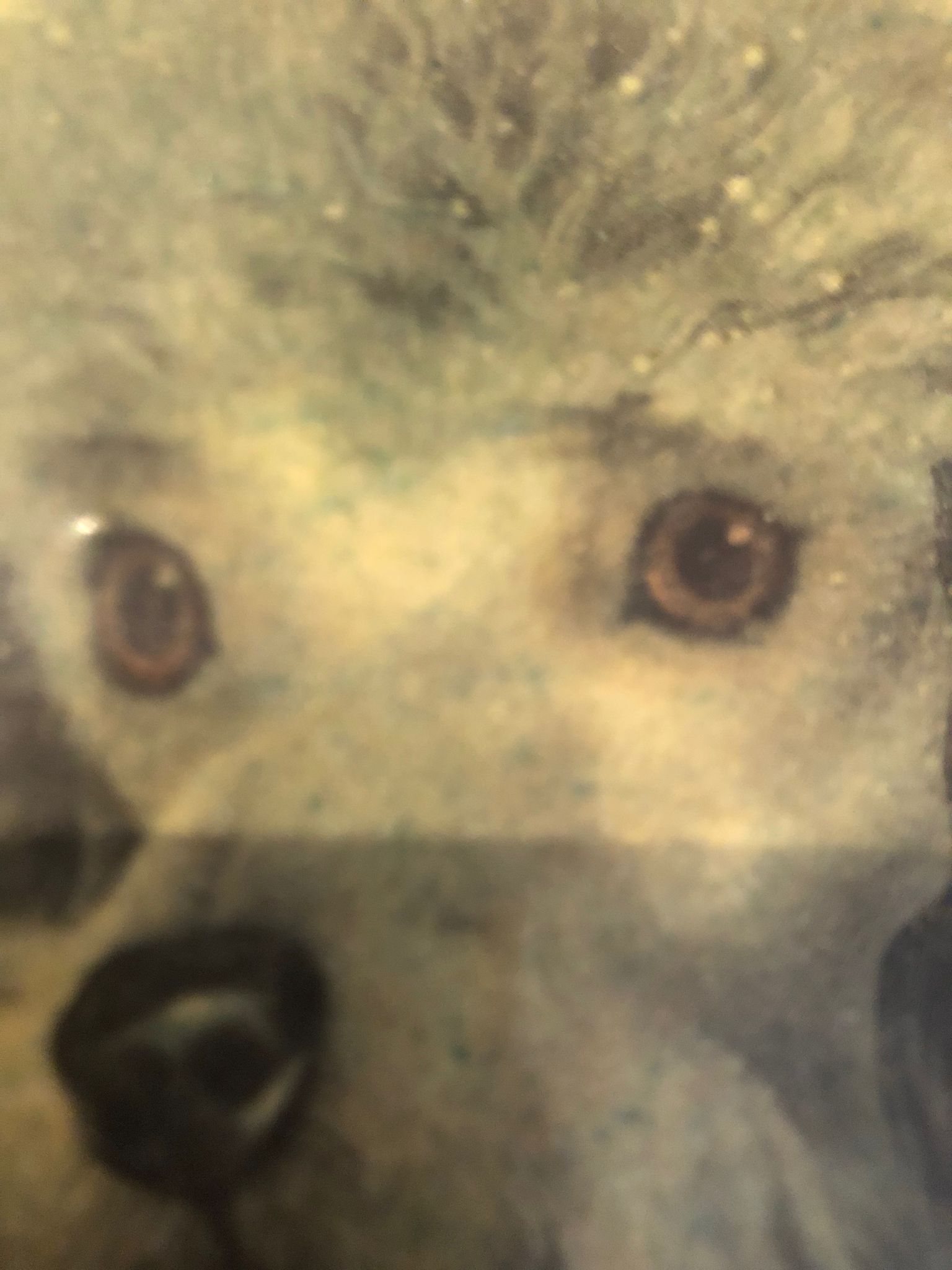 Protrait English poodle enamel on copper