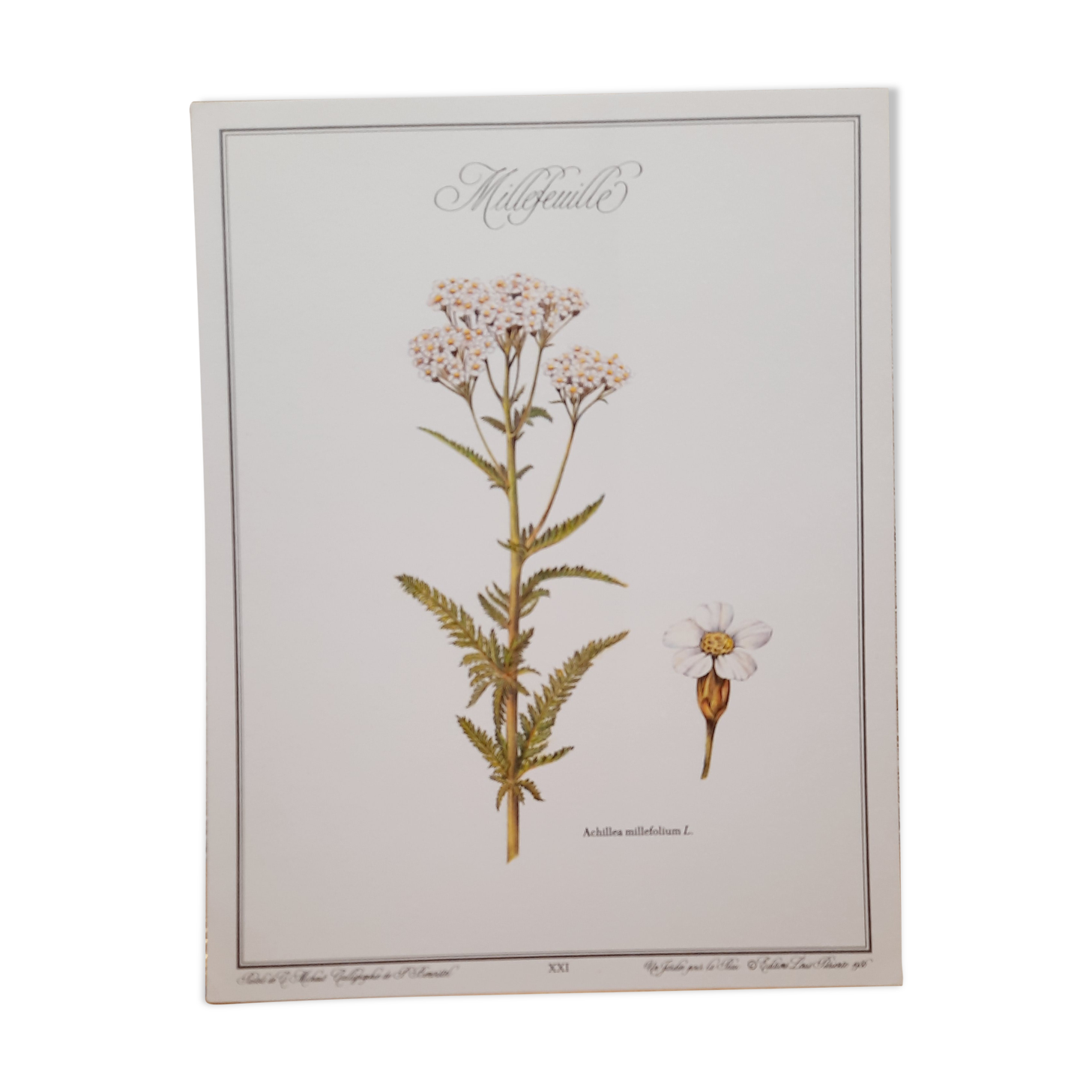 Planche botanique Millefeuille
