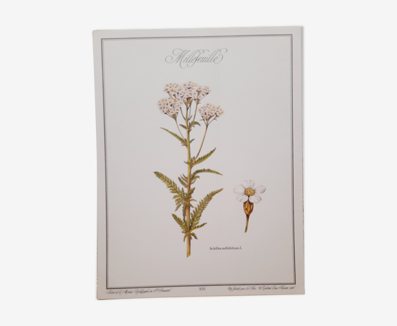 Planche botanique Millefeuille