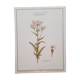 Planche botanique Millefeuille