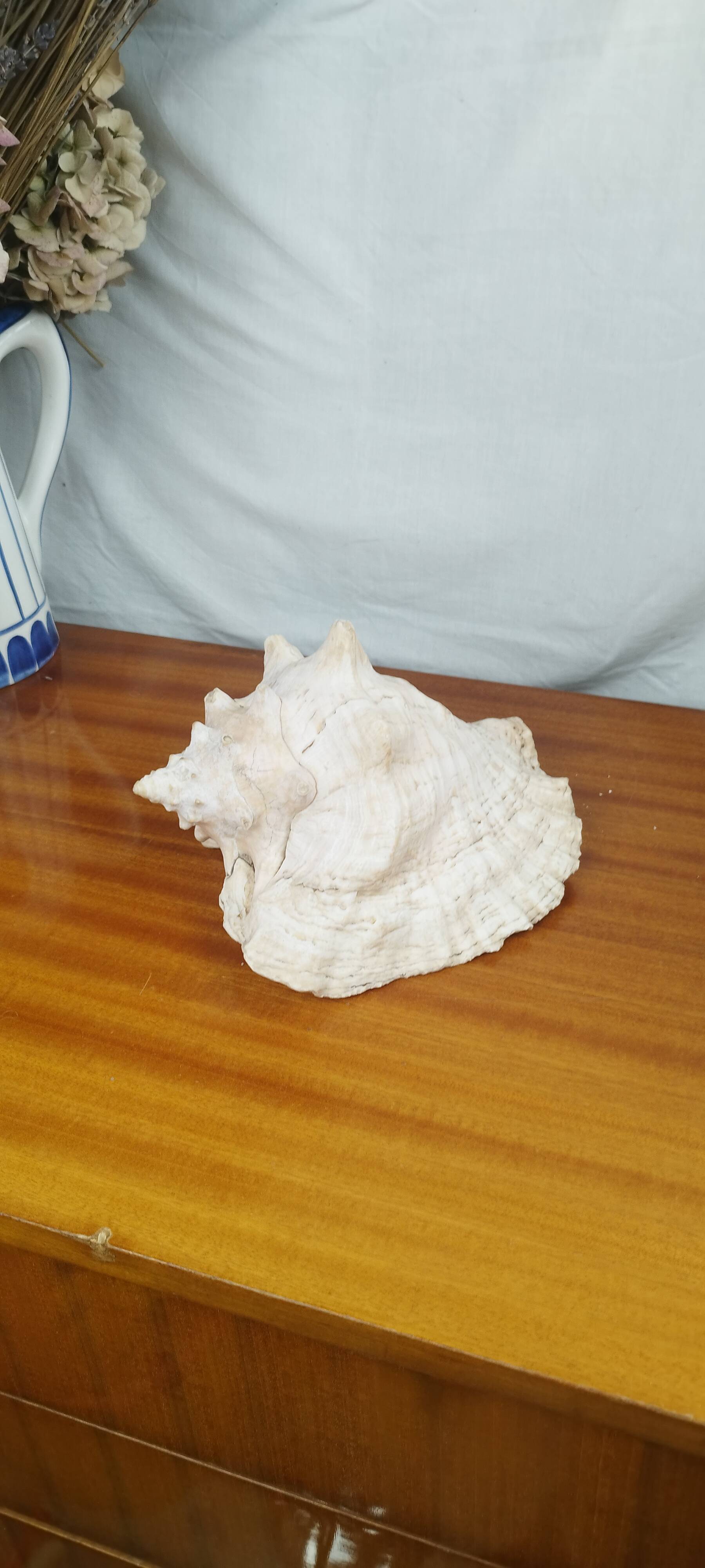 Large Lambi Conch, Marine Curiosity Object, Vintage Seashell
