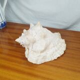 Large Lambi Conch, Marine Curiosity Object, Vintage Seashell