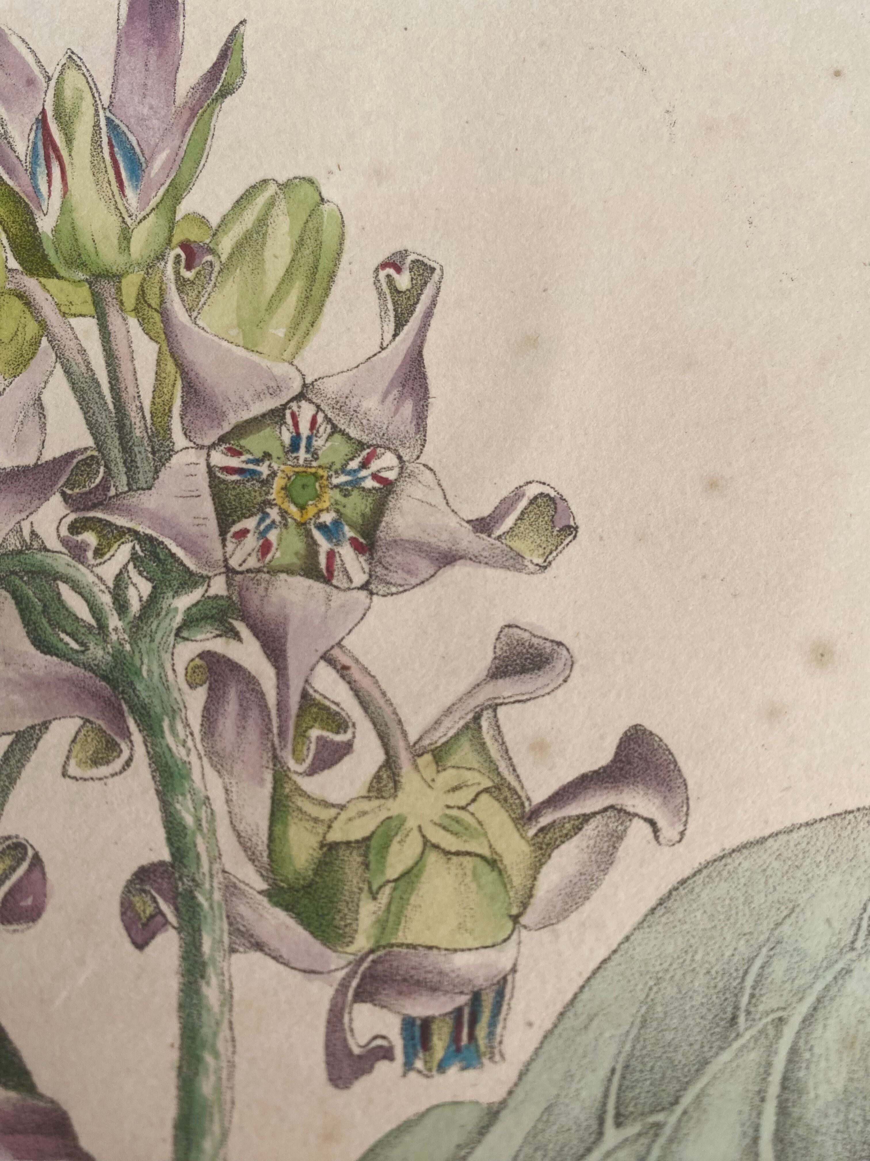 Botanical board, glazed wood frame