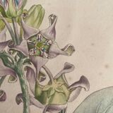 Botanical board, glazed wood frame