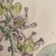 Botanical board, glazed wood frame