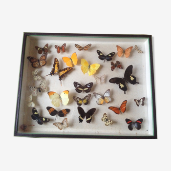 Vintage butterfly box