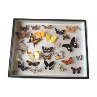 Vintage butterfly box