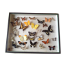 Vintage butterfly box