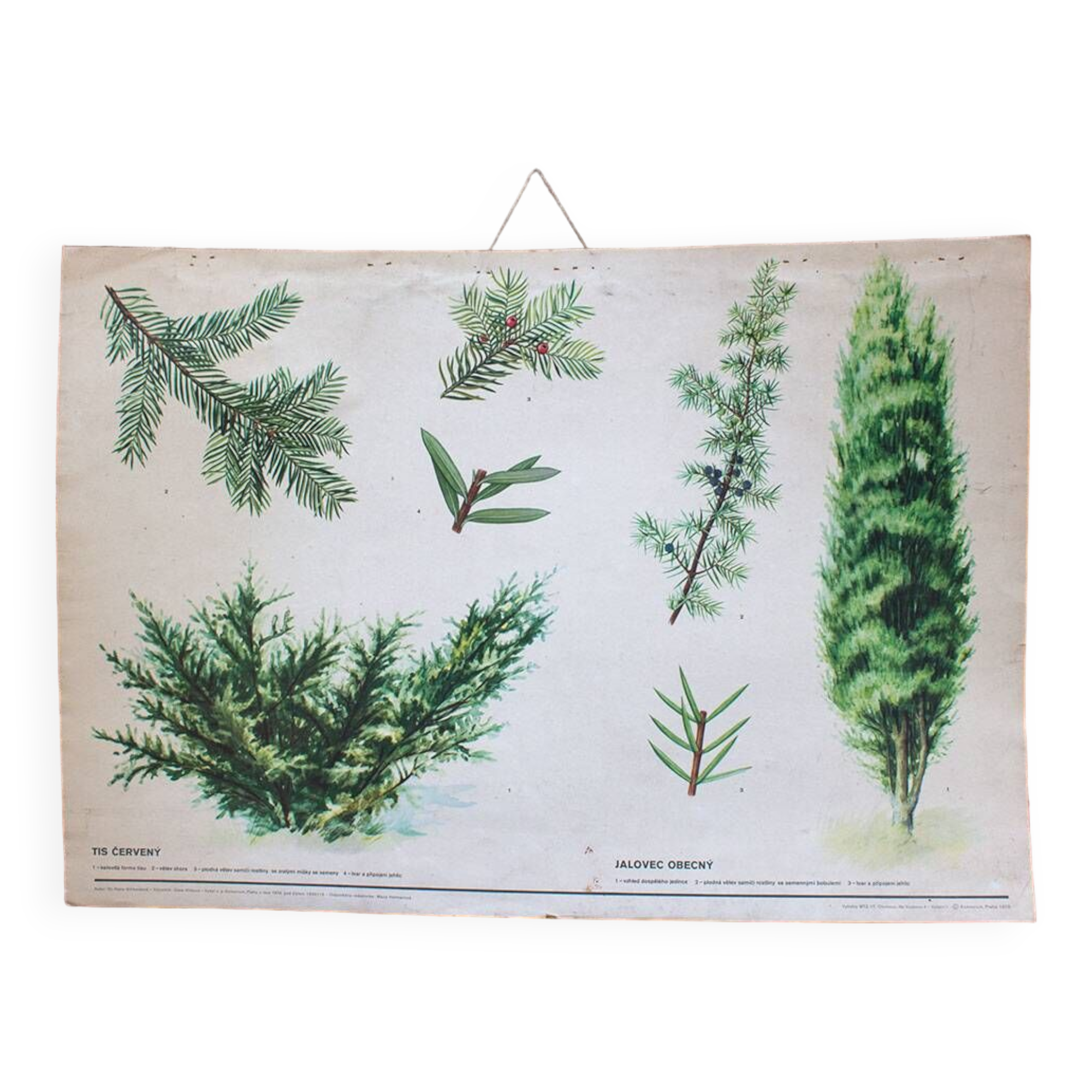 Carte scolaire botanique vintage if rouge et genévrier parfait décoration murale cuisine, loft