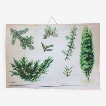 Vintage botanical school map red yew and juniper perfect wall decoration kitchen, loft