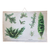 Carte scolaire botanique vintage if rouge et genévrier parfait décoration murale cuisine, loft