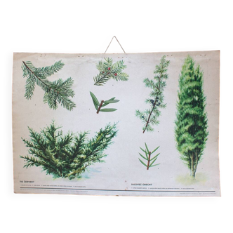 Vintage botanical school map red yew and juniper perfect wall decoration kitchen, loft