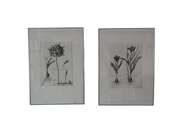 Paire de lithographies - botanique