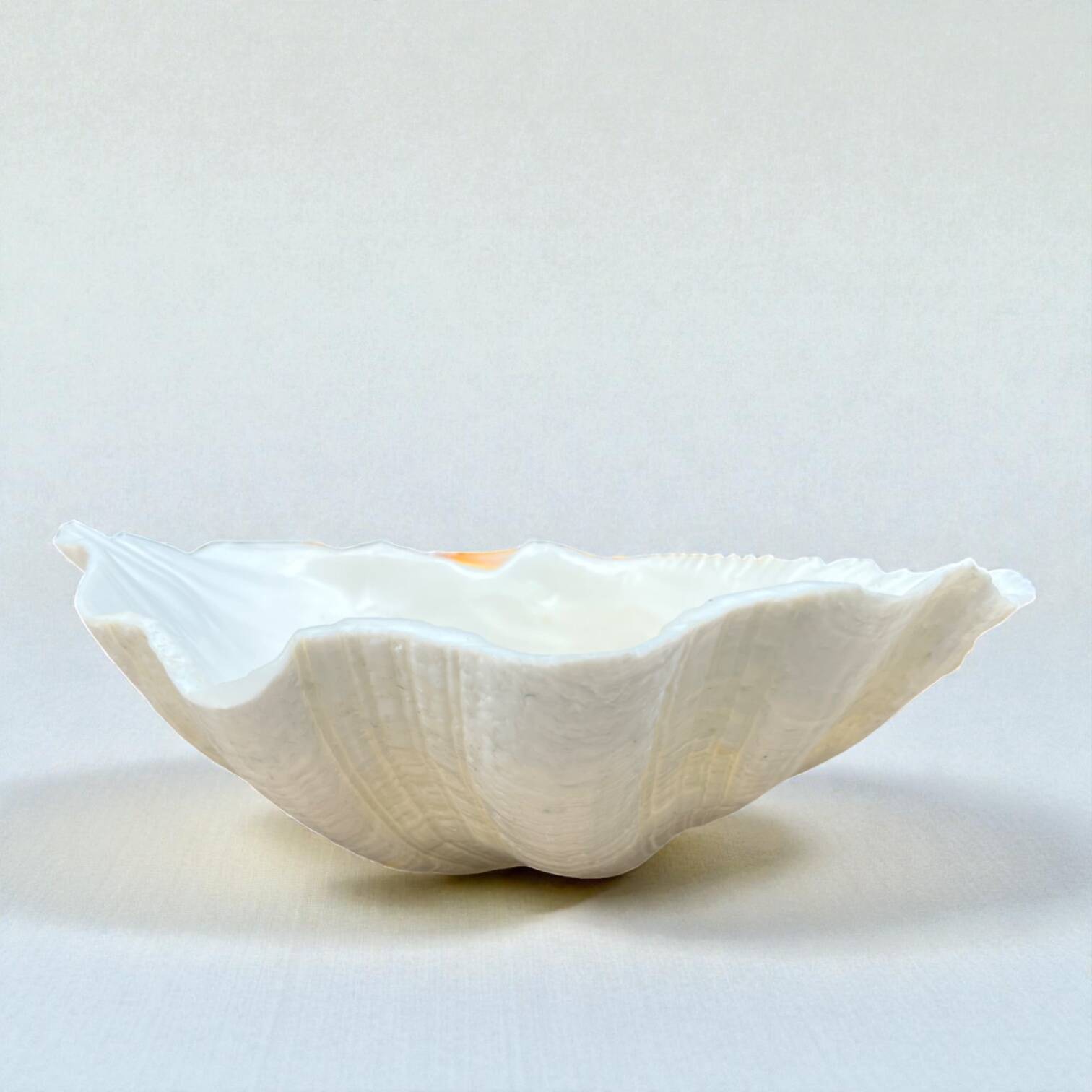 large shell-shaped ashtray Tridacna natural vintage 1970s