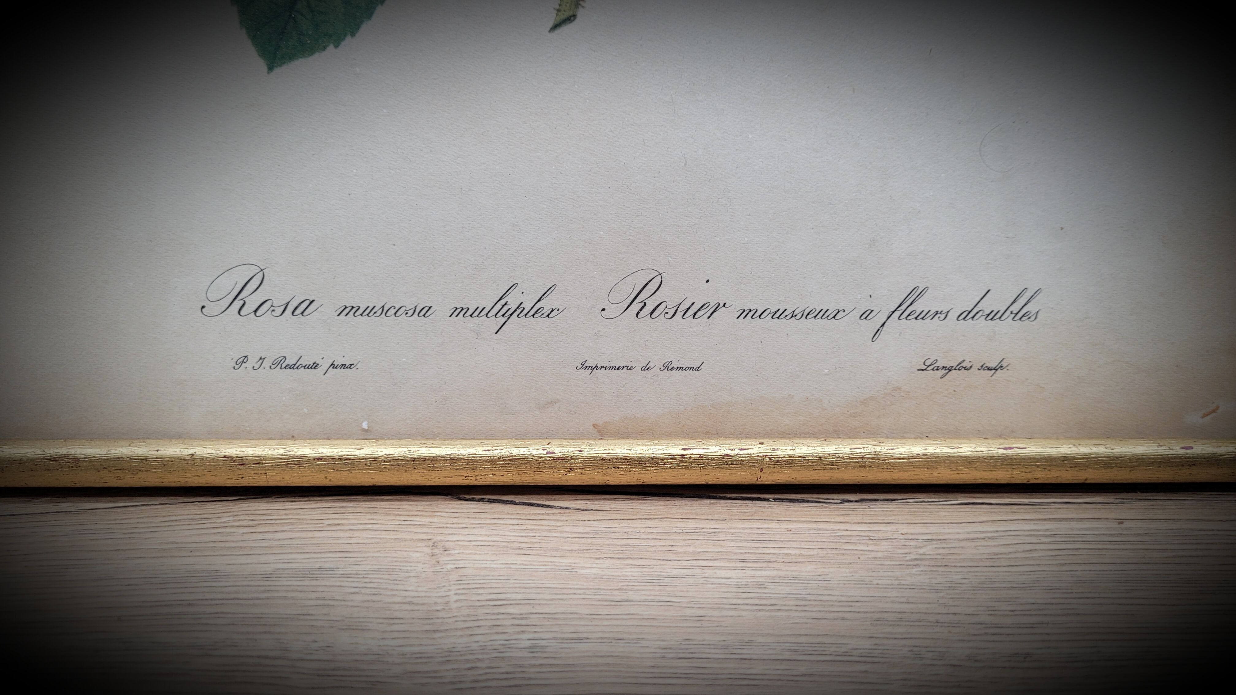 Litho frame sparkling rose with double flowers