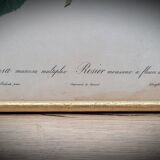 Litho frame sparkling rose with double flowers