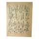 Planche botanique 1921 M. Dessertenne - Flore de Prairie - Gravure vintage