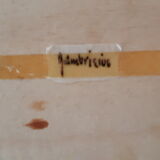 Naturalized butterfly Gambrisius under glass