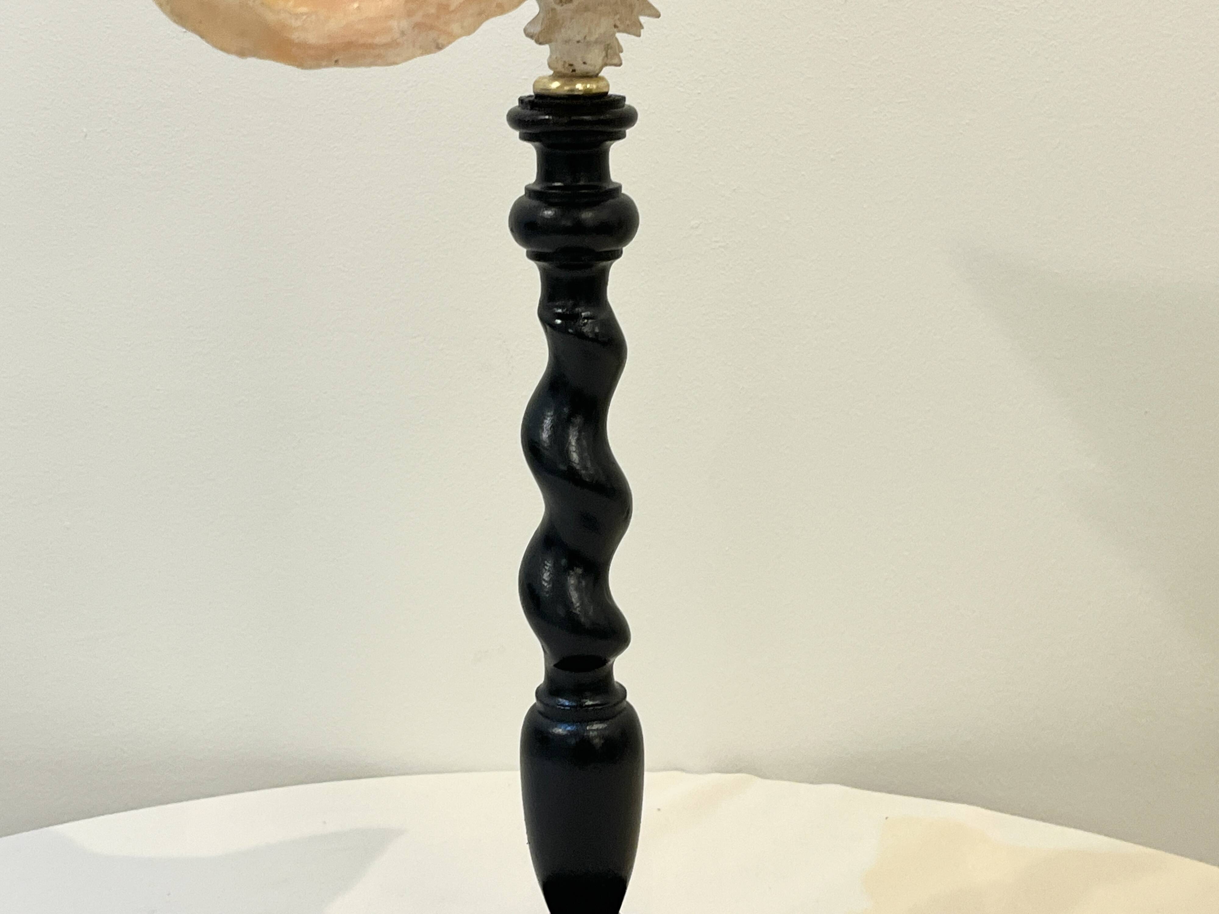 XXL 54 cm Ancien gros coquillage conque sur socle bois Napoléon III cabinet de curiosités pied