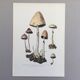 Botanical Illustration Mushrooms Anellaria Vintage Print 60s