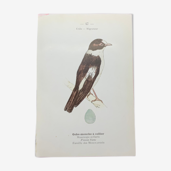 Planche naturaliste ancienne oiseaux gravure double face ouvrage 1908 G. Denise