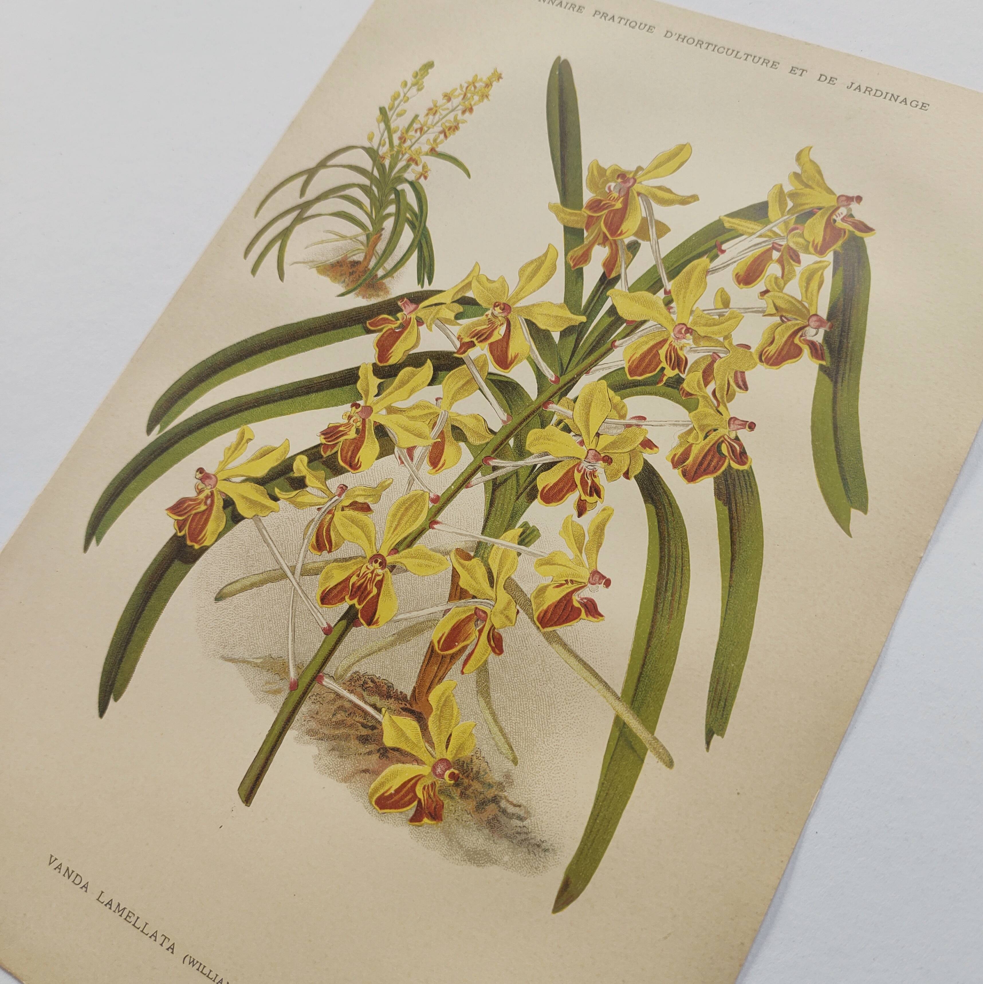 Planche botanique de 1899 - Orchidée Williams -  Gravure ancienne de fleur