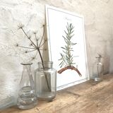 Botanical plank the rosemary