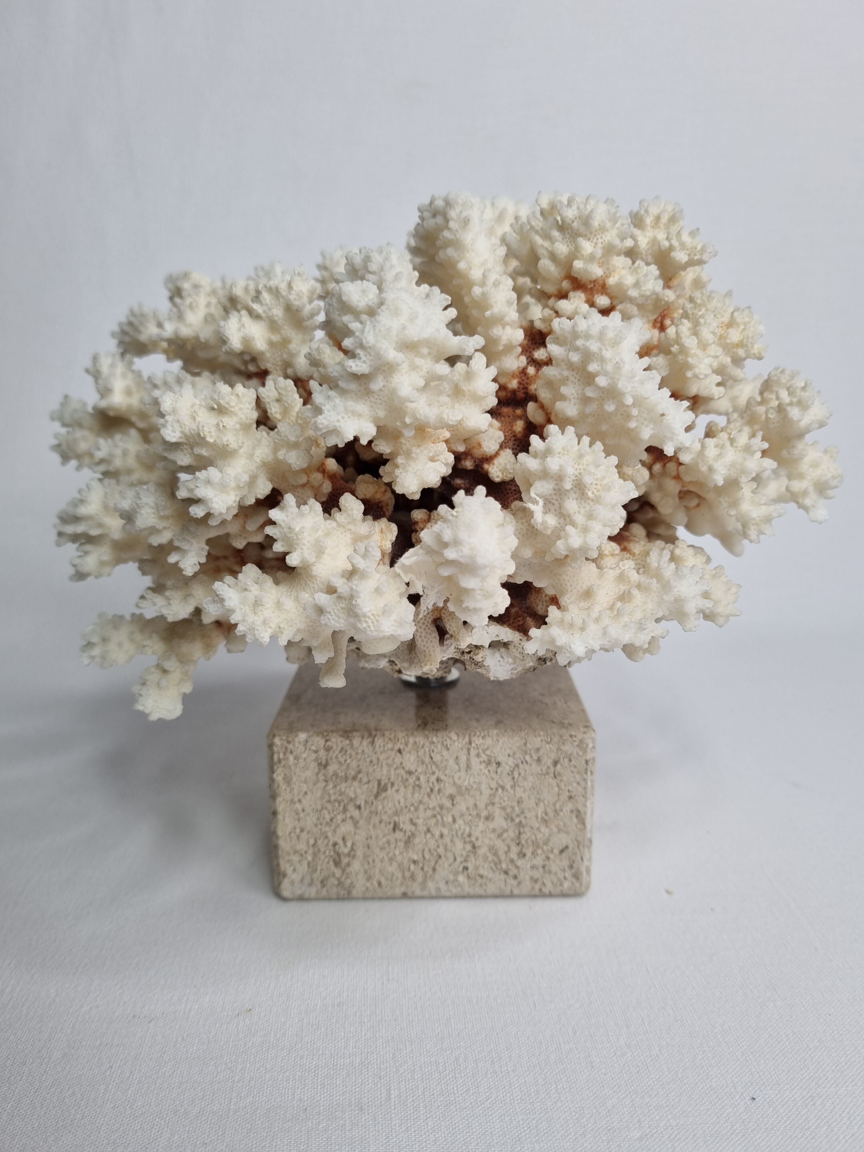 Old white coral in branches on base, 24 cm