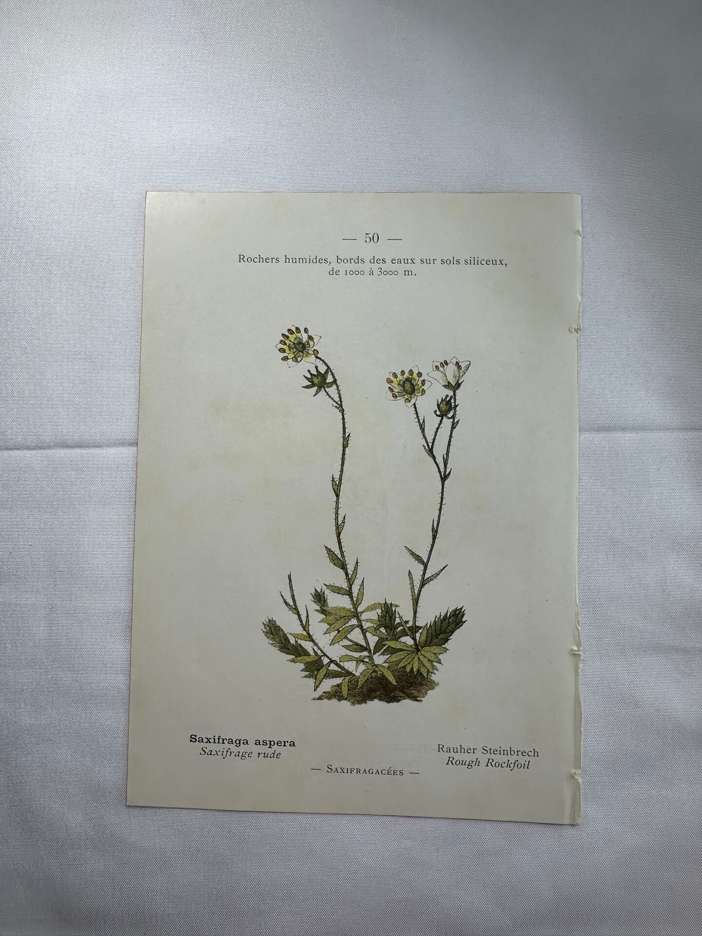 Old botanical plate of French flowers, double-sided.
