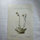 Old botanical plate of French flowers, double-sided.